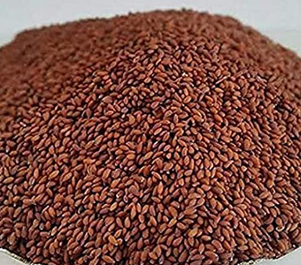 Asaliya Seeds / Aserio / Halam Seeds / Garden Cress / بذور عسلية