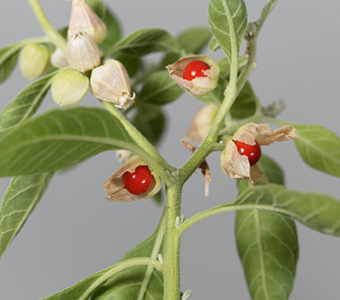 Ashwagandha (withaniaSomnifera) / اشواغاندا