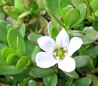 Brahmi (Bacopa Monnieri)/براهمي / باكوبا مونيري
