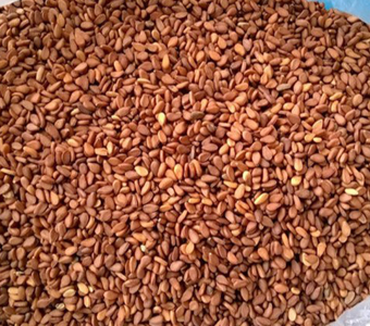 BROWN SESAME SEEDS  48/2/3 QUALITY / بذور السمسم البني