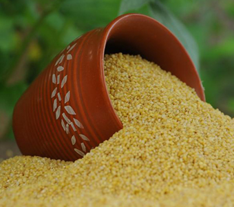 FOXTAIL MILLETS / الدخن الثعلبي