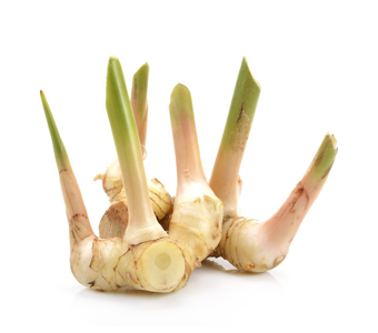 GALANGAL ROOTS / جذور الخولنجان
