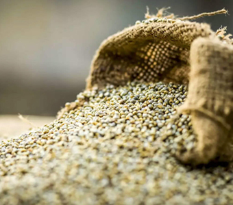 GREEN MILLETS / BAJRI / الدخن الأخضر