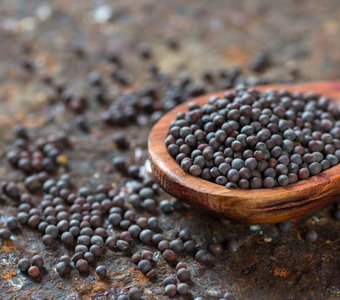 MUSTARD  SEEDS / بذور الخردل