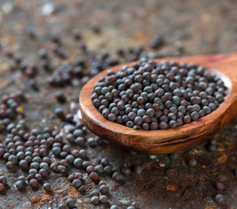 MUSTARD SEEDS / بذور الخردل