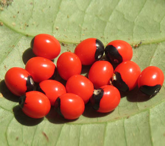 Ratti Seeds / بذور راتي