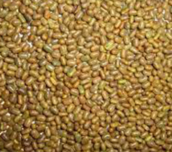 SESBANIA SEEDS / بذور السيسبانيا